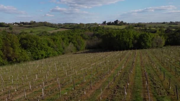 Letecký pohled na vinici na jaře, Bordeaux Vineyard, Gironde, Francie — Stock video