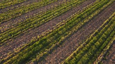 Bahar mevsiminde Bordeaux Vineyard, Gironde, Fransa