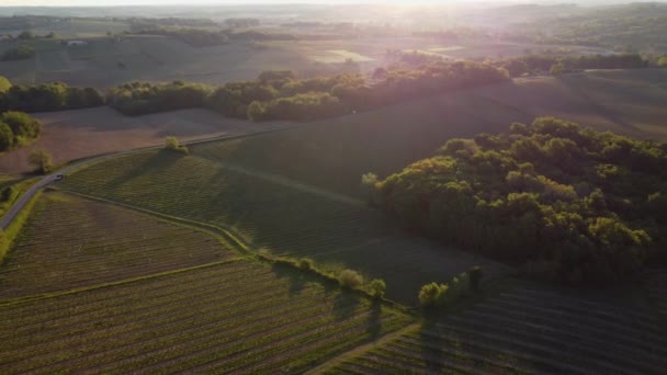 Vista aérea da vinha na primavera ao nascer do sol, Bordeaux Vineyard, Gironde, França — Vídeo de Stock