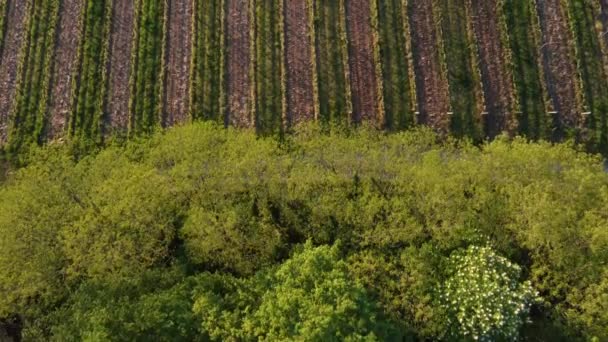 日の出の春のブドウ畑の空中ビュー,ボルドーブドウ園,ジロンド,フランス — ストック動画