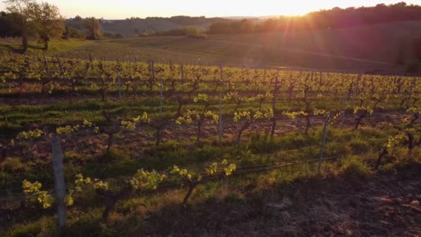 Luchtfoto van wijngaard in de lente bij zonsopgang, Bordeaux Wijngaard, Gironde, Frankrijk — Stockvideo