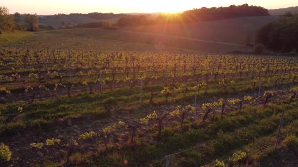 Vedere aeriană a podgoriei primăvara la răsărit de soare, Podgoria Bordeaux, Gironde, Franța — Videoclip de stoc