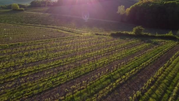 Widok z lotu ptaka na winnicę, Bordeaux Vineyard, Gironde, Francja — Wideo stockowe