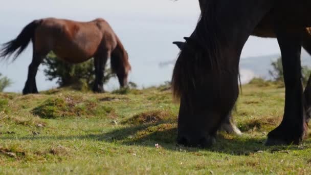 Konie i źrebięta w hiszpańskim kraju Basków w pobliżu Oceanu Atlantyckiego — Wideo stockowe