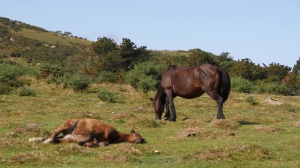 Cavalos e potros no País Basco Espanhol, perto do Oceano Atlântico — Vídeo de Stock