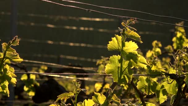 Viñedo en primavera al amanecer, Viñedo de Burdeos, Gironda, Francia — Vídeo de stock