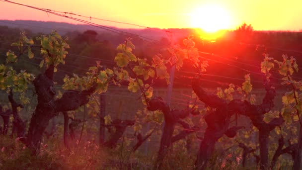 Timelapse, Vineyard in spring at sunrise, Bordeaux Vineyard, Gironde, France — 비디오