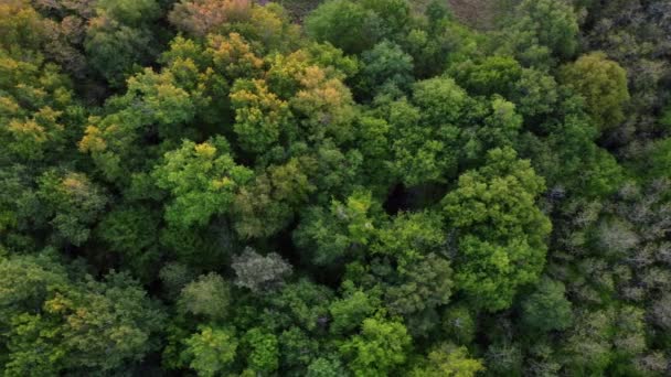 Vorfrühling im Wald Luftaufnahme von oben, Landschaft Wald, Drohne zoomen Eiche über bunte Textur in der Natur — Stockvideo