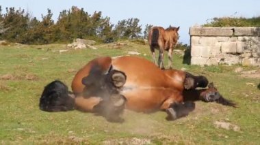 Atlar ve taylar Atlas Okyanusu yakınlarındaki İspanyol Bask ülkesinde