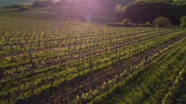 Bahar mevsiminde Bordeaux Vineyard, Gironde, Fransa