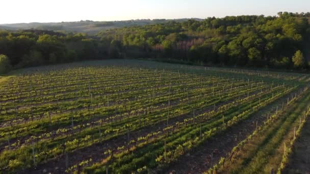 Luchtfoto van wijngaard in de lente bij zonsopgang, Bordeaux Wijngaard, Gironde, Frankrijk — Stockvideo