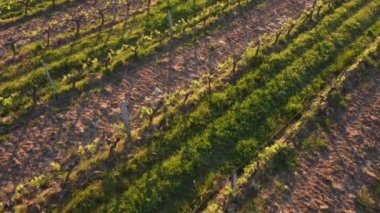 Bahar mevsiminde Bordeaux Vineyard, Gironde, Fransa