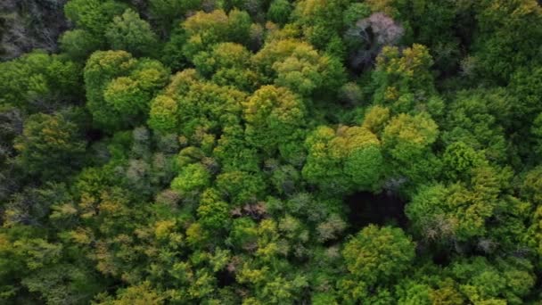 Νωρίς την άνοιξη στο δάσος εναέρια πάνω όψη, εξοχή δασικές εκτάσεις, Drone zoom out βελανιδιά πάνω από πολύχρωμη υφή στη φύση — Αρχείο Βίντεο