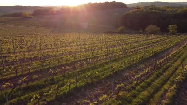 Luchtfoto van wijngaard in de lente bij zonsopgang, Bordeaux Wijngaard, Gironde, Frankrijk — Stockvideo