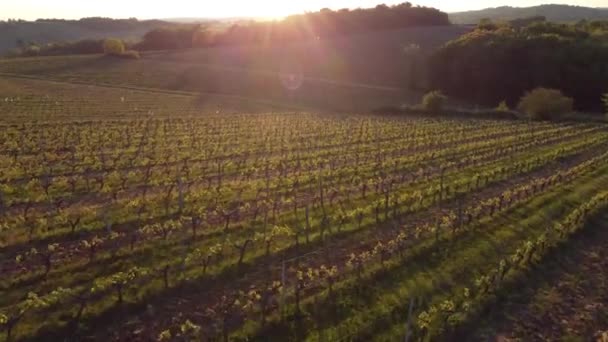Вид з повітря на виноградник навесні на світанку (Бордо - Віньярд, Жиронда, Франція). — стокове відео