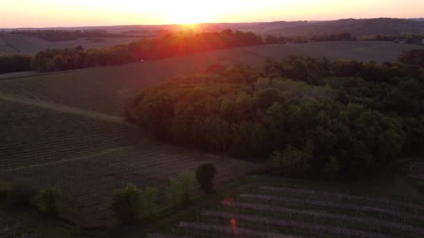 Vista aérea da vinha na primavera ao nascer do sol, Bordeaux Vineyard, Gironde, França — Vídeo de Stock