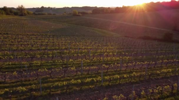 Luchtfoto van wijngaard in de lente bij zonsopgang, Bordeaux Wijngaard, Gironde, Frankrijk — Stockvideo