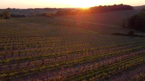 Vista aérea da vinha na primavera ao nascer do sol, Bordeaux Vineyard, Gironde, França — Vídeo de Stock