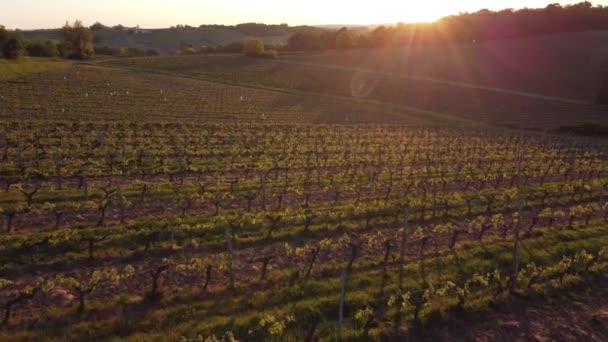 Letecký pohled na vinici na jaře při východu slunce, Bordeaux Vineyard, Gironde, Francie — Stock video