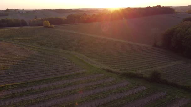 Luchtfoto van wijngaard in de lente bij zonsopgang, Bordeaux Wijngaard, Gironde, Frankrijk — Stockvideo
