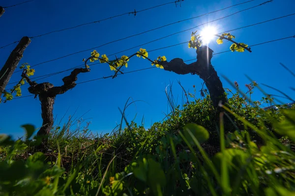 New bug and leaves sprouting at the beginning of spring on a trellised vine growing in bordeaux vineyard — Stock Photo, Image