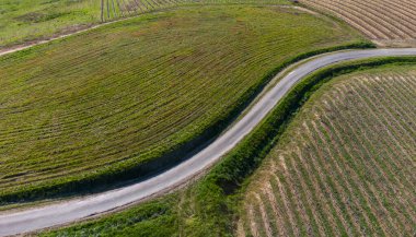 Fransız kırsalının ve üzüm bağlarının güzel hava manzarası Gironde, Fransa