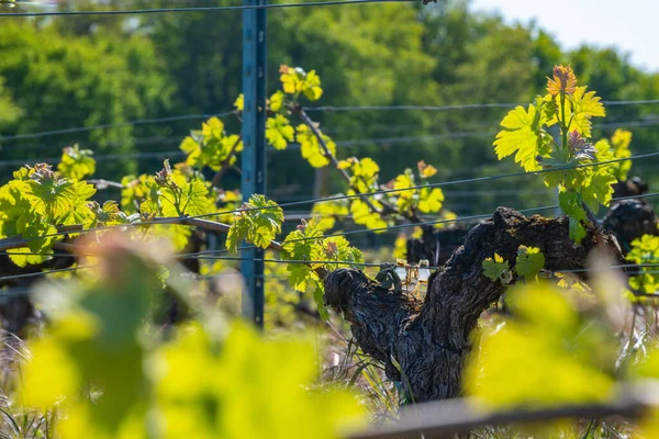 Novo inseto e folhas brotando no início da primavera em uma videira treliçada crescendo na vinha de bordeaux — Fotografia de Stock