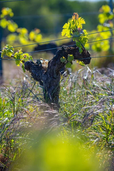 New bug and leaves sprouting at the beginning of spring on a trellised vine growing in bordeaux vineyard — Stock Photo, Image