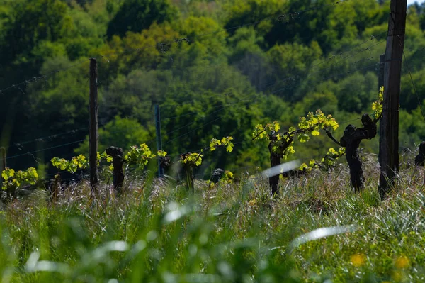 New bug and leaves sprouting at the beginning of spring on a trellised vine growing in bordeaux vineyard — Stock Photo, Image