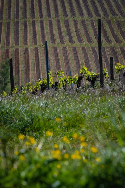 New bug and leaves sprouting at the beginning of spring on a trellised vine growing in bordeaux vineyard — Stock Photo, Image