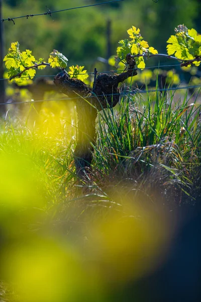 Novo inseto e folhas brotando no início da primavera em uma videira treliçada crescendo na vinha de bordeaux — Fotografia de Stock