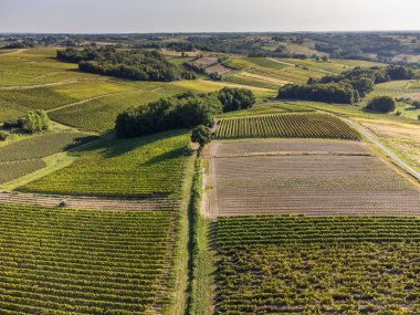 Hava manzarası, yazın Vineyard Sunrise, Sainte Croix du Mont, Bordeaux Vineyard, Gironde, Aquitaine