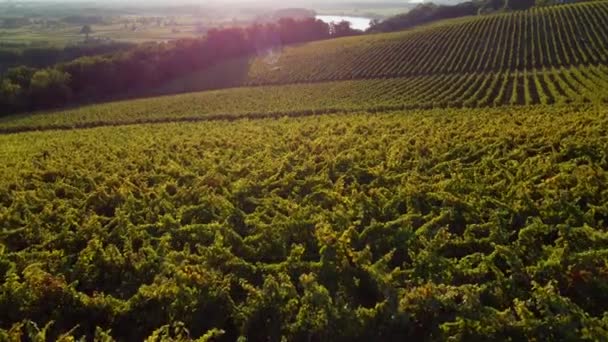 Letecký pohled na Bordeaux vinice za úsvitu, film dron v létě, Entre deux mers, Langoiran — Stock video