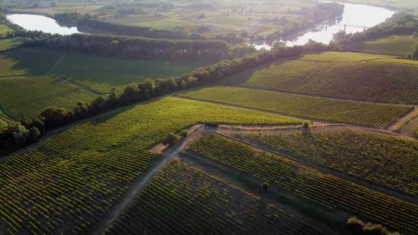 Luchtfoto Bordeaux wijngaard bij zonsopgang, regisseur van de drone in de zomer, Entre deux mers, Langoiran — Stockvideo