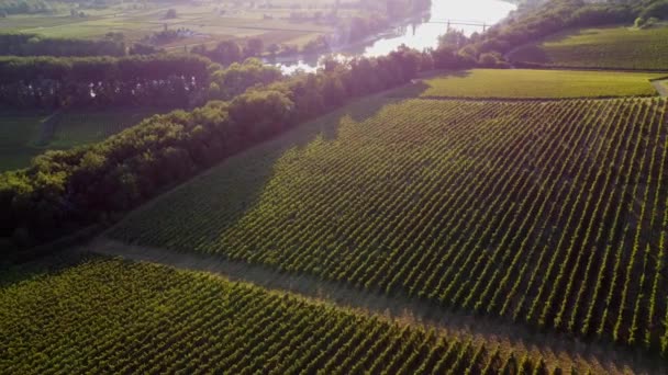 Widok z lotu ptaka winnic Bordeaux o wschodzie słońca, w reżyserii drone w lecie, Entre deux mers, Langoiran — Wideo stockowe