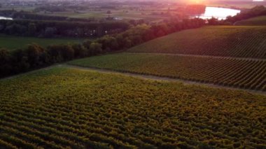Hava manzaralı Bordeaux Vineyard, yazın insansız hava aracı, Entre deux mers, Langoiran. Yüksek kalite 4k görüntü