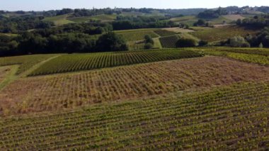 Hava manzaralı Bordeaux üzüm bağı, nadasa bırakılmış ve hastalıklı üzüm bağlarının yanı sıra sağlıklı sarmaşıklar.
