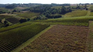 Hava manzaralı Bordeaux üzüm bağı, nadasa bırakılmış ve hastalıklı üzüm bağlarının yanı sıra sağlıklı sarmaşıklar.