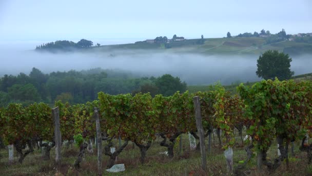 Timelapse of vineyard under fog, Semens, Gironde, France — Stock Video