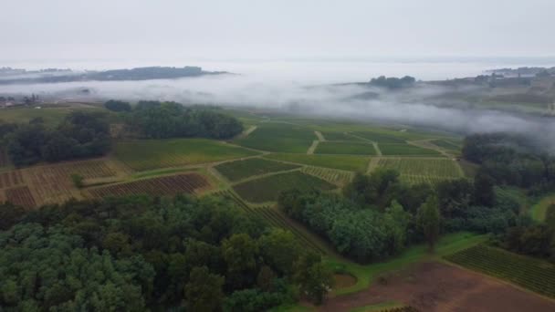 Vista aérea del viñedo bajo niebla, Semens, Gironda, Francia — Vídeos de Stock