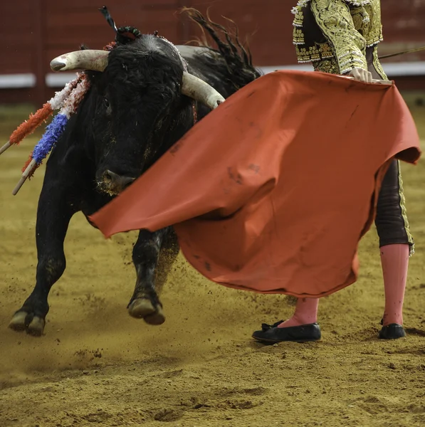 Эль Торо - Буллфитт Коррида — стоковое фото