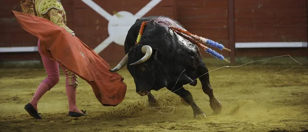 El Toro - Bullfigth corrida — Stockfoto