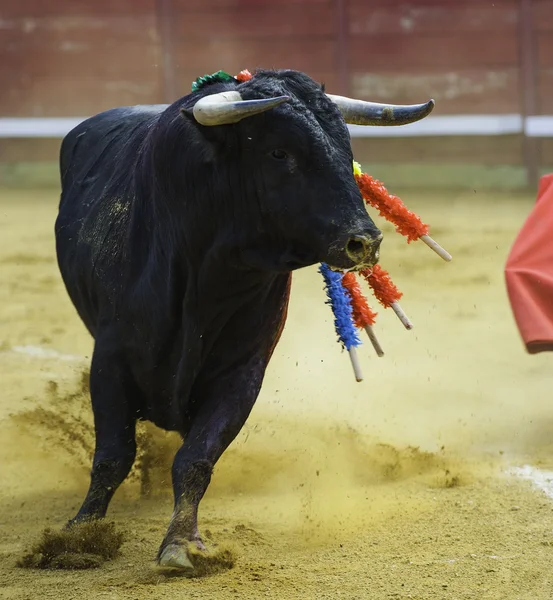 El Toro - Corrida de Bullfigth — Fotografia de Stock