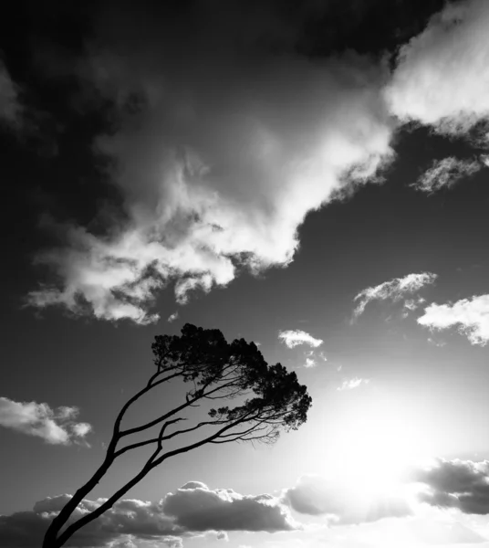 Vento spazzato albero sul sud-ovest della Francia — Foto Stock