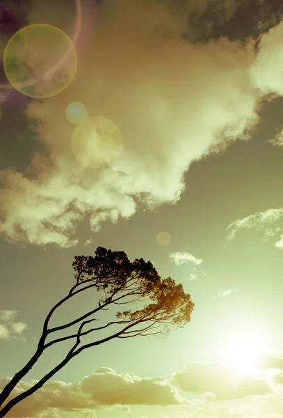 Wind swept tree on South west of France — Stock Photo, Image