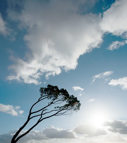 Viento barrido árbol en el suroeste de Francia —  Fotos de Stock