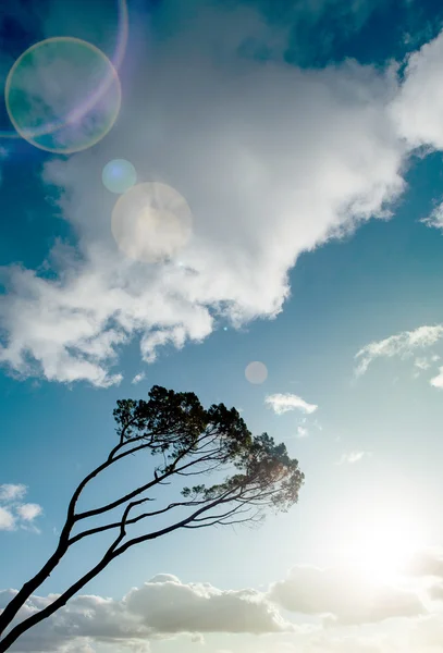 Viento barrido árbol en el suroeste de Francia —  Fotos de Stock