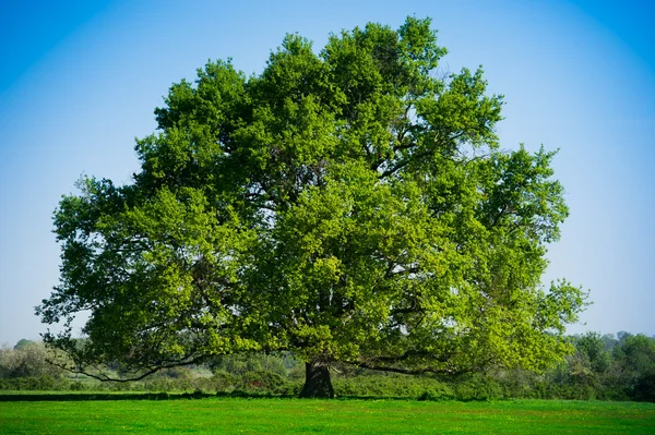Verano Paisaje-hermoso árbol solitario — Foto de Stock