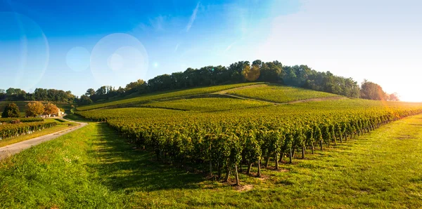 Vinhedo Sunrise-Vinhedos de Saint Emilion, Bordeaux Vinhedos — Fotografia de Stock