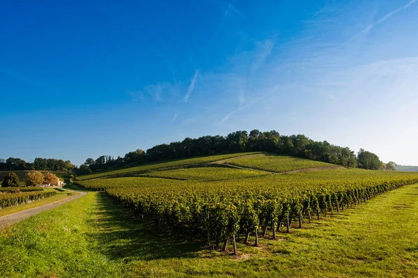 Виноградник sunrise виноградники saint-emilion, виноградники Бордо — стокове фото